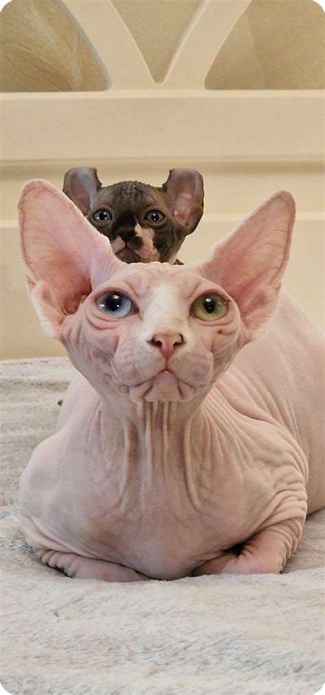 Sphynx Cat Colors