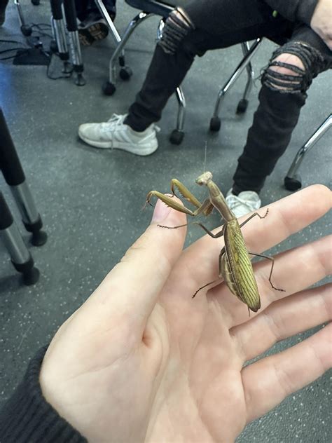 Sharing this cool moth : r/insects