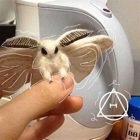 moth therian pfp   moth riri buggy