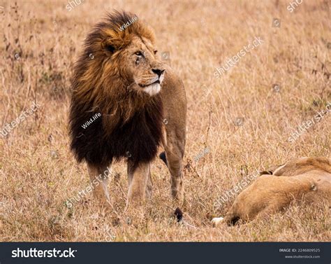 Mighty Majestic Male Lion King Look Stock Photo 2246809525 | Shutterstock