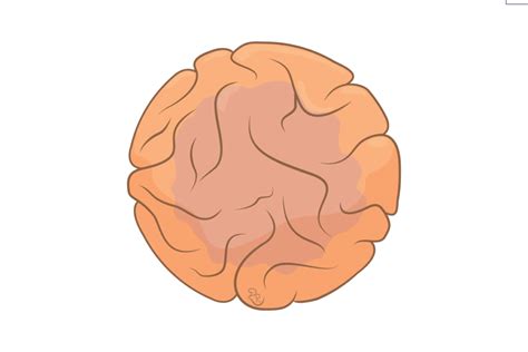 Oznaka: građa vagine - Fascija.com