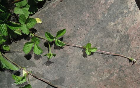 Duchesnea indica - Изображение особи - Плантариум