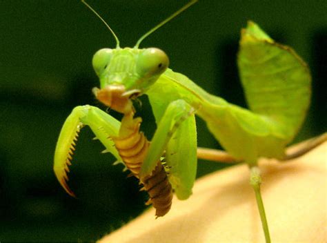 Sphodromantis - Alchetron, The Free Social Encyclopedia