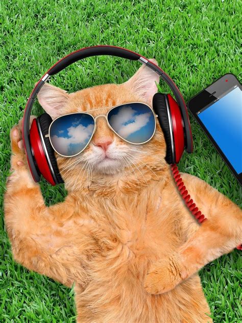 Крутой кот в очках (41 фото) | Cat mem, Cute cats, Cat toilet training