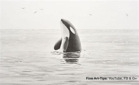 Orca Sketch at PaintingValley.com | Explore collection of Orca Sketch