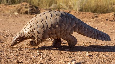 ton  endangered pangolin scales seized  thailand