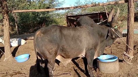 world famous kankrej cow & original kankrej Bull - YouTube