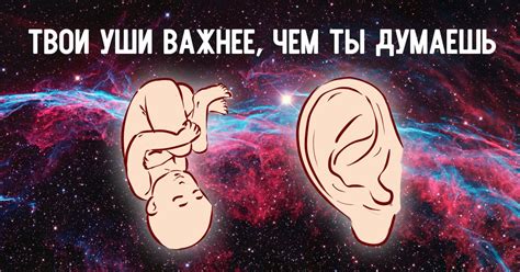 Форма ушей