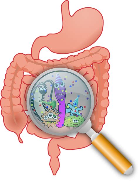 Črevný mikrobiom | Zdravie a životný štýl | Športový mentálny koučing