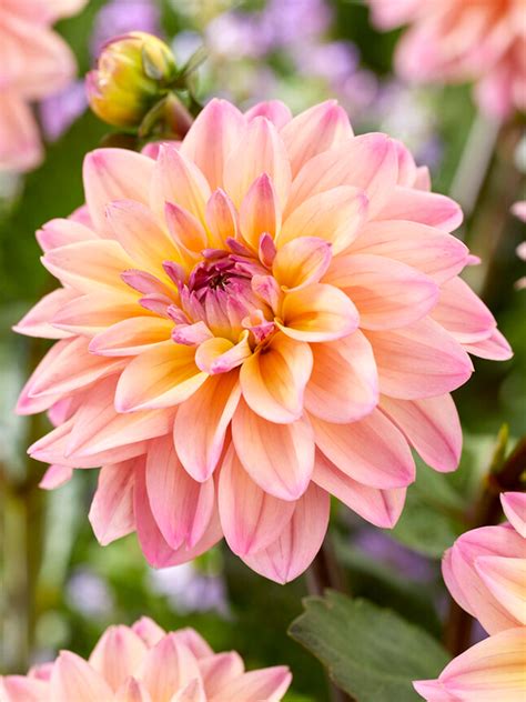 won   dahlia flower  lucas cade blog