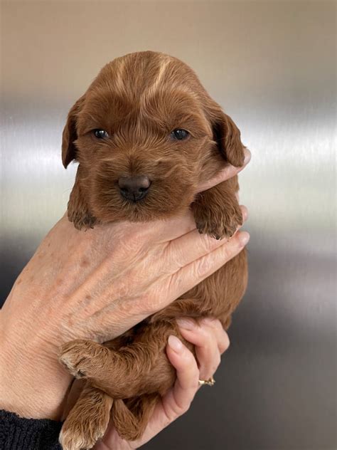 How To Train Your Puppy