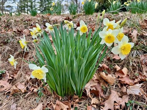 MARCH 2024 THINGS TO DO IN CULPEPER, VA | Visit Culpeper