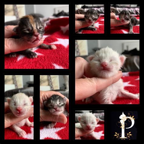 Kittens - Cattery Peculiar