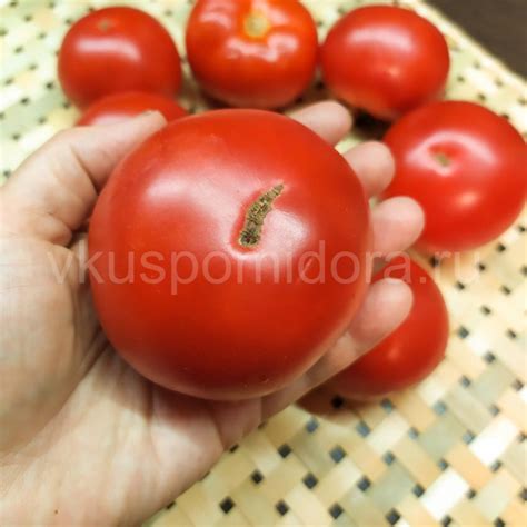 Купить семена томата сорт Красный петух
