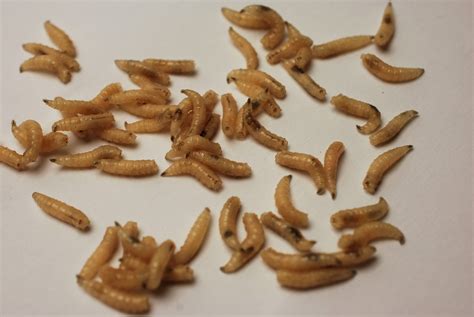 Blowfly Maggot Hairy Maggot Blow Fly (Chrysomya Rufifacies)