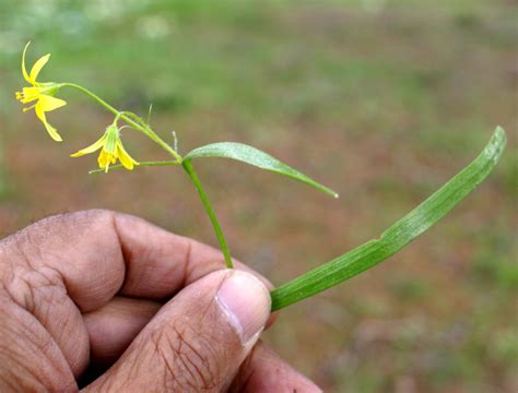 Gagea – eFlora of India