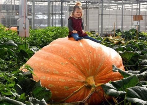 Фермери виростили рекордний гарбуз гігант (фото) – AgroNews