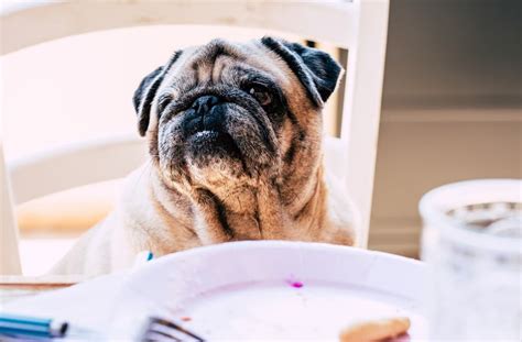 En Popüler Küçük Tatlı Köpekler ve Özellikleri - Zoo Blog