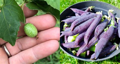 Rare Vegetables