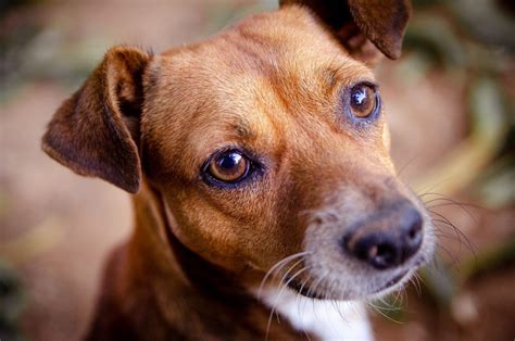 Uveitis in Dogs: Causes, Symptoms, and Treatment | FirstVet