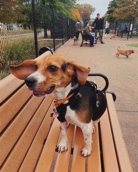 Generating beagle energy from the wind : r/beagle