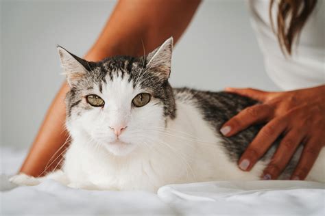 how to cat itching fast 12
