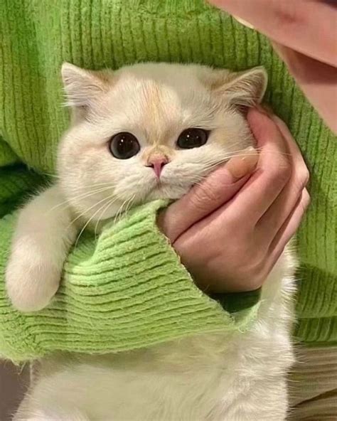 Пин от пользователя mara_moroz на доске Мимими | Котята, Очаровательные ...