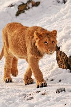 A beautiful young lion in the snowy weather in Sweden | Pretty animals ...