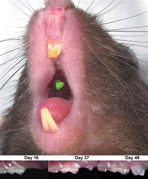 Quantos Dentes Tem Um Rato - Dentes De Ratazana Ratos: Ratazanas, Ratos De Telhado, Camundongos.