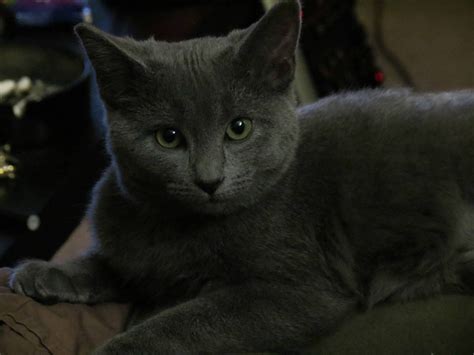 Brought her home from a shelter tonight, my little Arya : cats