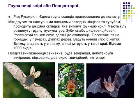 Клас ссавці - презентация онлайн
