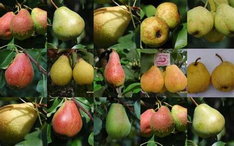 Какие бывают сорта груш? Описание и фото сортов груш