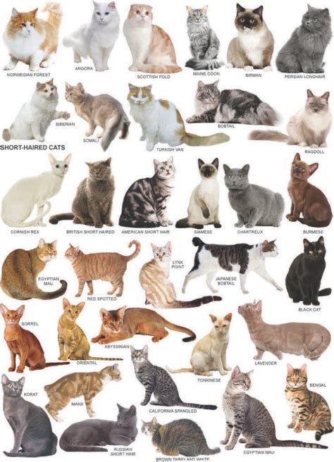 breeds