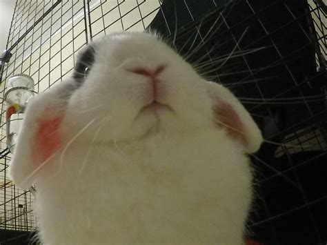 When your bunny opens the camera and its on selfie mode | Pet bunny