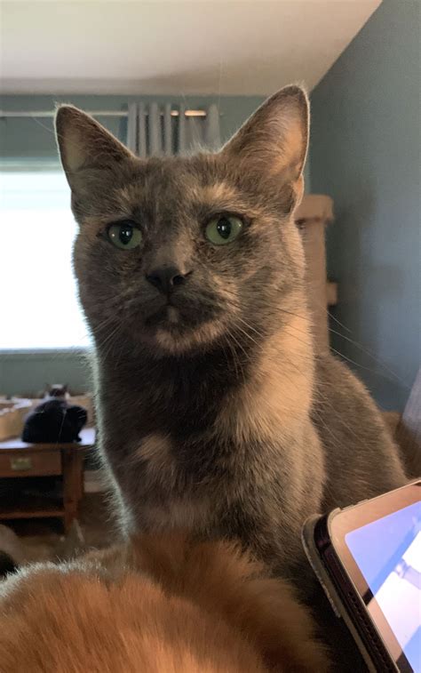 Cat adoption in Rochester, MI 48308: Domestic Short Hair / Siamese
