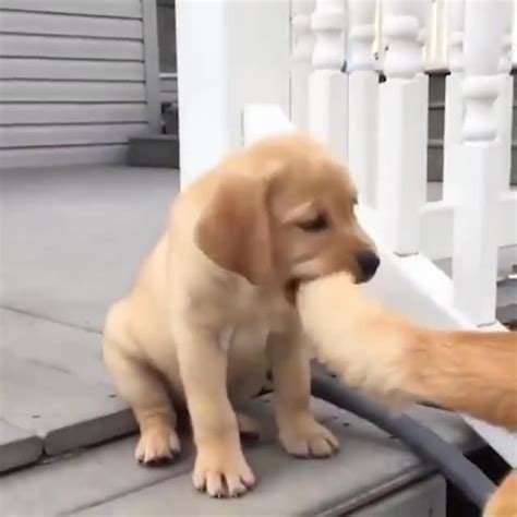 BIG DOG AND SMALL DOG FUN - One News Page VIDEO