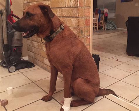 Man's true best friend: Dog saves family from intruder who broke into