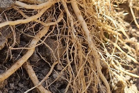 Micorrizas Raices Fortalecidas - AgroGM - Nutrición Vegetal Inteligente