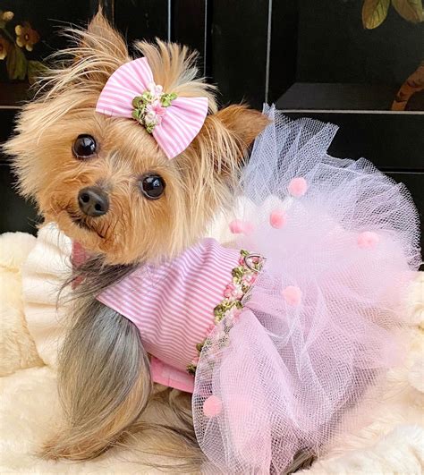 large dog dresses 3