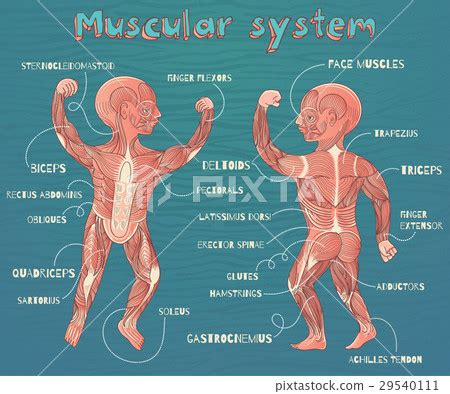illustration of human muscular system for kids - Stock Illustration ...