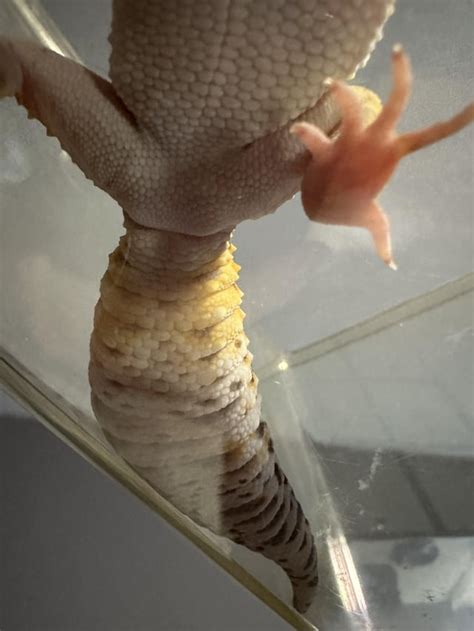 girl or boy, I believe it’s a girl : r/reptiles