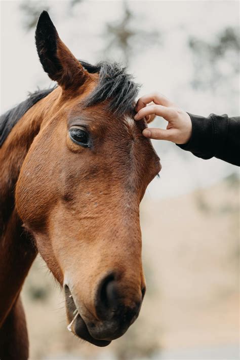 Close Up Cumming Cock