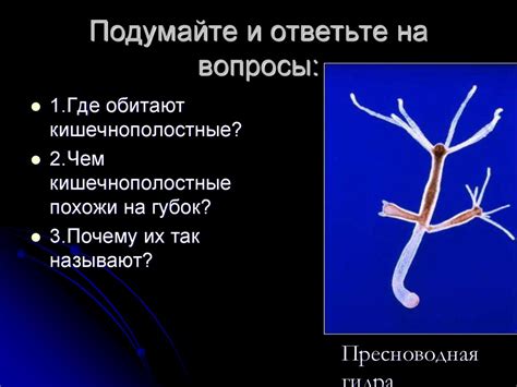 Тип Кишечнополостные - online presentation
