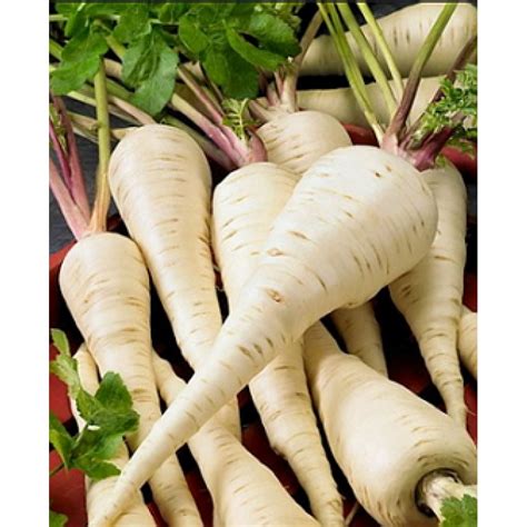 Купить семена Пастернак Parsnip Guernsey в Москве: доставка семян по ...