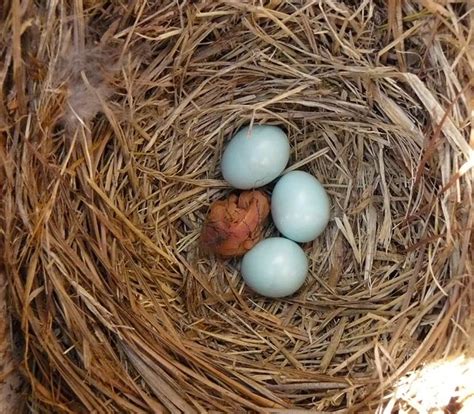 Eggs of the Mountain Bluebird: A Closer Look - Avian Report