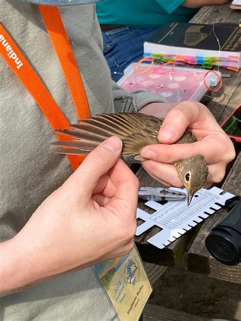 Bird Banding: A Technique for Collecting Bird Data | Audubon Great Lakes