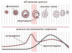 Репродукция при човека