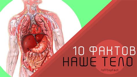 10 Фактов | Наше Тело - YouTube