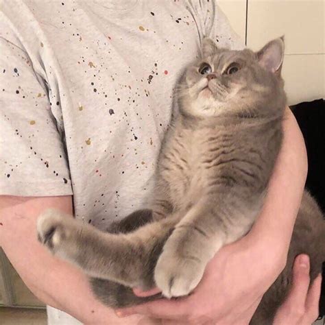 Коты, которые не очень рады оказаться на руках у незнакомцев | Cats ...