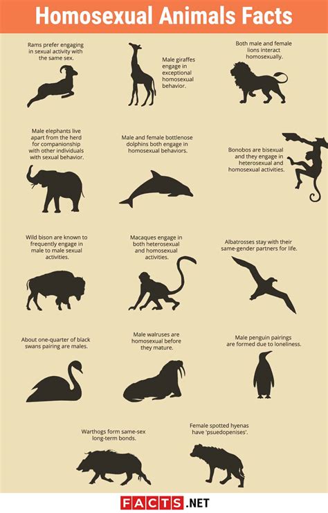 Homosexuality In The Animal Kingdom